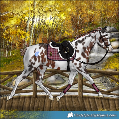 Horse Color:Liver Chestnut Splash Tobiano Appaloosa 