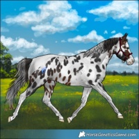 Horse Color:Brown Splash Tobiano Near Leopard