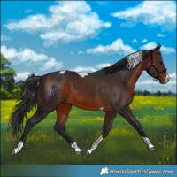 Horse Color:Brown Splash Tobiano