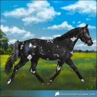 Horse Color:Gray White Spotted Black 