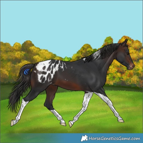 Horse Color:Brown Tobiano Appaloosa 