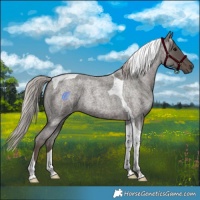 Horse Color:Silver Blue Roan Tobiano 