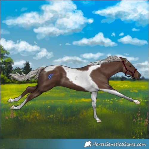 Horse Color:Silver Black Tobiano 