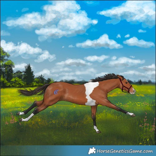 Horse Color:Bay Splash Tobiano