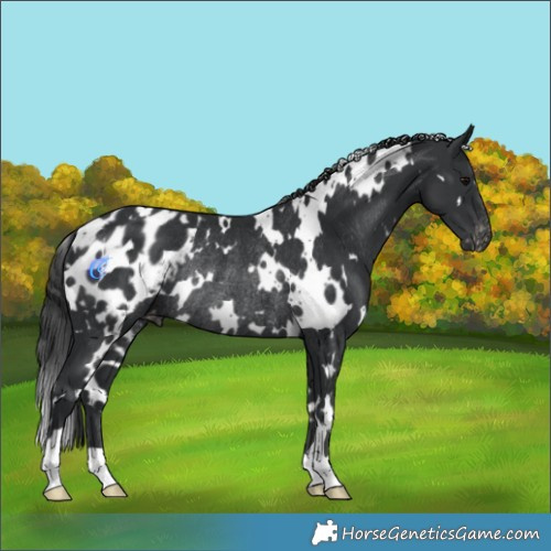 Horse Color:White Spotted Black Appaloosa Rabicano