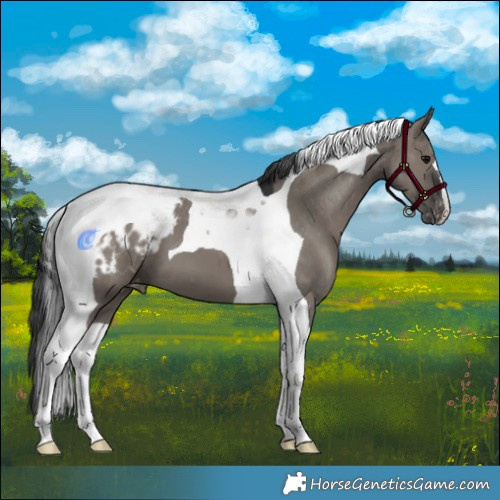 Horse Color:Grullo Tobiano Appaloosa