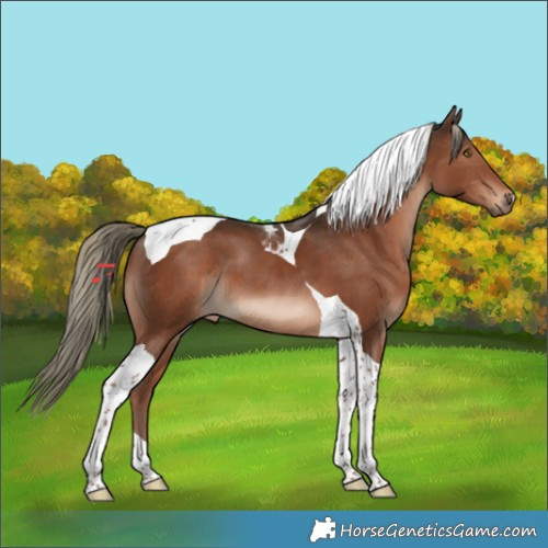 Horse Color:Liver Chestnut Mushroom Tobiano 