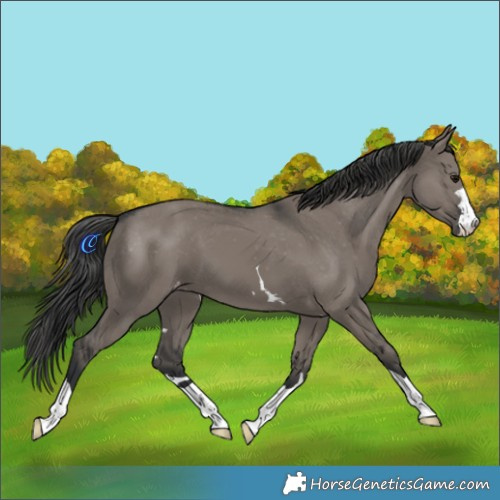 Horse Color:Grullo Appaloosa 