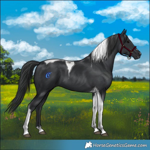 Horse Color:Black Tobiano 
