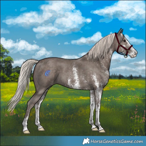 Horse Color:White Spotted Silver Black 
