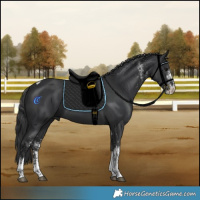 Horse Color:White Spotted Black Tobiano