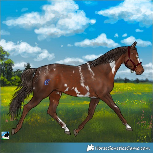 Horse Color:Powder White White Spotted Liver Chestnut 