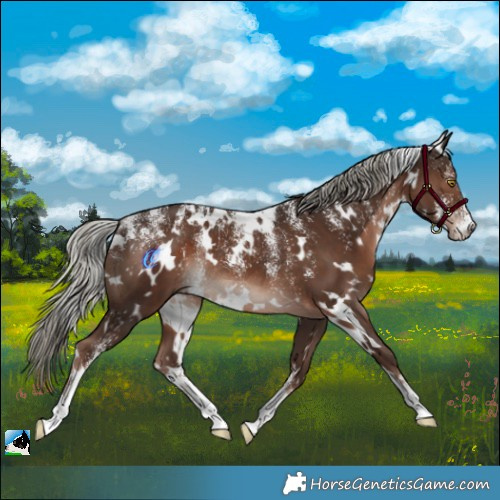 Horse Color:Powder White White Spotted Liver Chestnut Mushroom Rabicano 