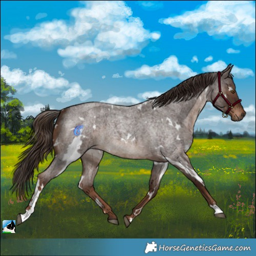 Horse Color:White Spotted Liver Red Roan 