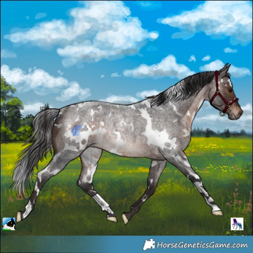 Horse Color:White Spotted Brown Roan Rabicano 