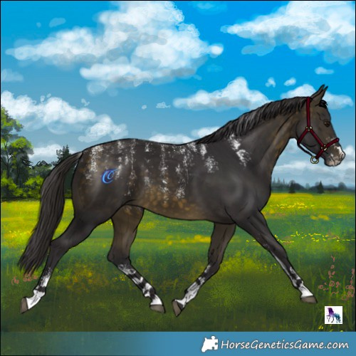 Horse Color:Powder White Buckskin