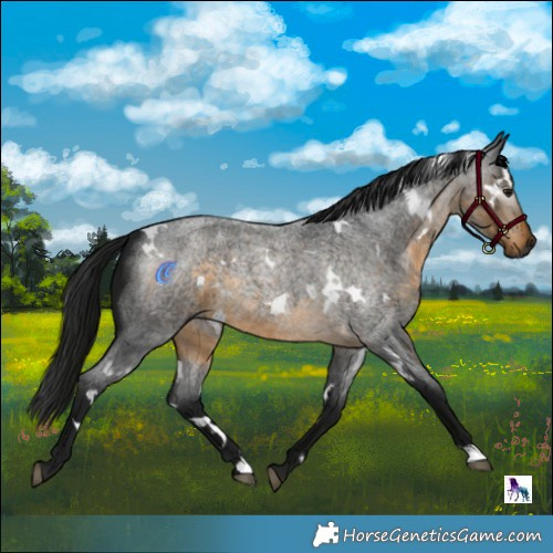 Horse Color:Gray White Spotted Buckskin Roan
