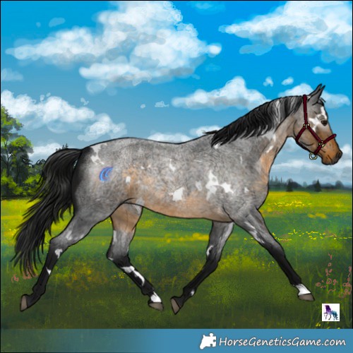 Horse Color:Gray White Spotted Buckskin Roan 