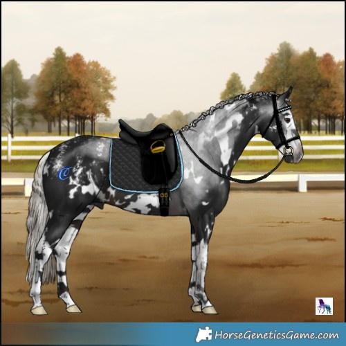 Horse Color:Powder White Gray White Spotted Silver Brown Splash