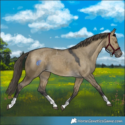 Horse Color:Buckskin Dun Merle Tobiano Appaloosa