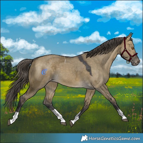 Horse Color:Buckskin Dun Merle Tobiano Appaloosa 