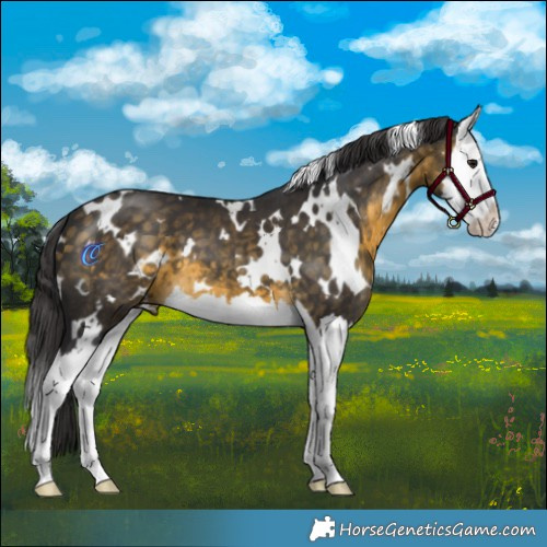 Horse Color:White Spotted Buckskin Splash 