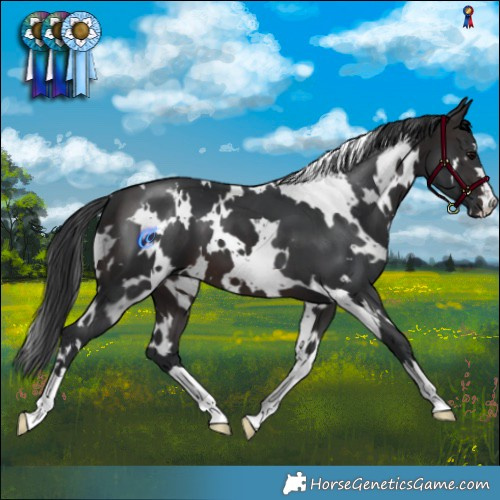 Horse Color:White Spotted Brown