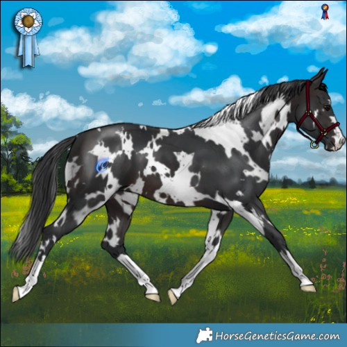 Horse Color:White Spotted Brown