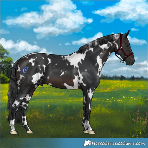 Horse Color:White Spotted Brown 