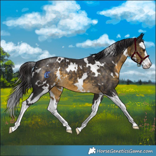 Horse Color:White Spotted Buckskin Splash 