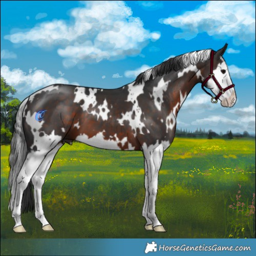 Horse Color:White Spotted Brown Splash 