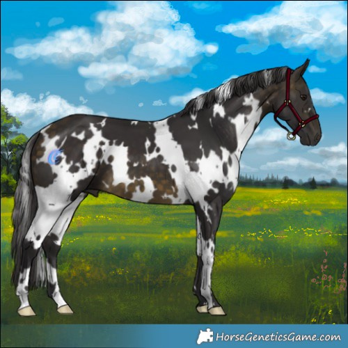 Horse Color:White Spotted Buckskin 