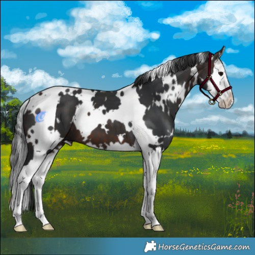 Horse Color:White Spotted Brown Splash