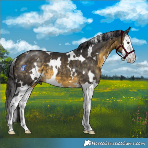 Horse Color:White Spotted Buckskin Splash 
