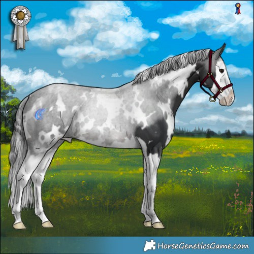 Horse Color:White Spotted Brown Splash
