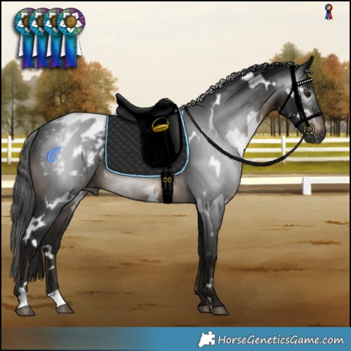 Horse Color:Gray White Spotted Brown Varnish 