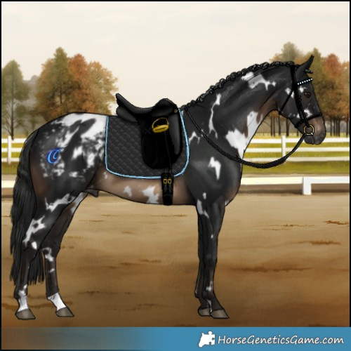 Horse Color:Gray White Spotted Brown Appaloosa 