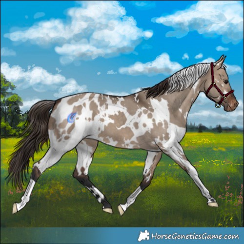 Horse Color:White Spotted Brown Dun Appaloosa 