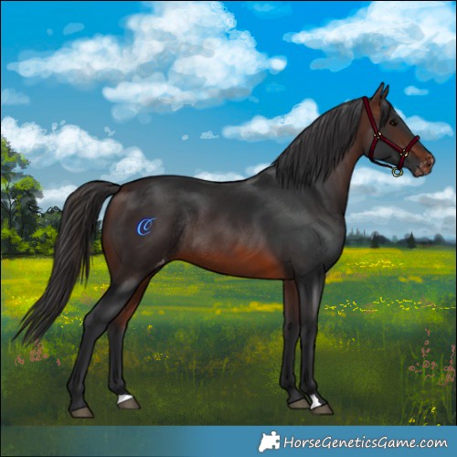 Horse Color:Brown Appaloosa Rabicano 