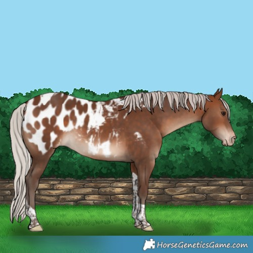 Horse Color:Silver Brown Tobiano Appaloosa Rabicano
