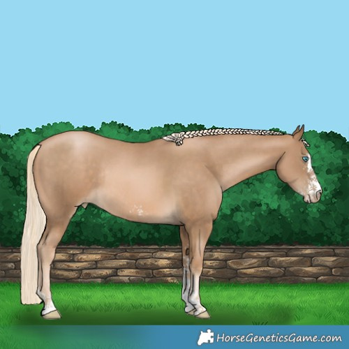 Horse Color:Chocolate Palomino Pearl Sabino Rabicano