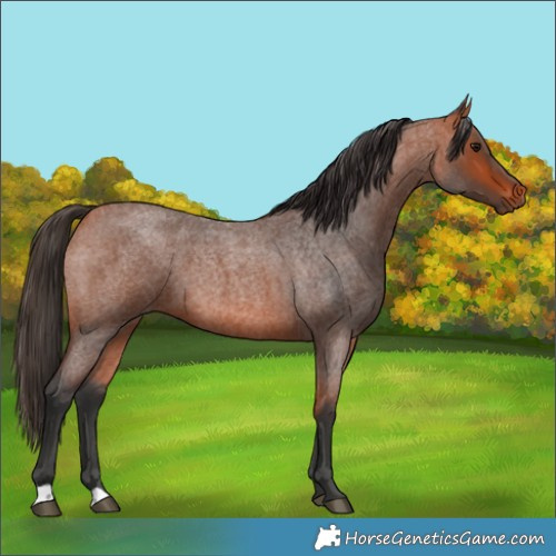 Horse Color:Bay Roan