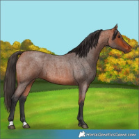 Horse Color:Bay Roan