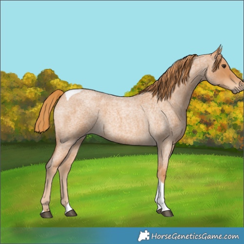 Horse Color:Red Roan Tobiano 