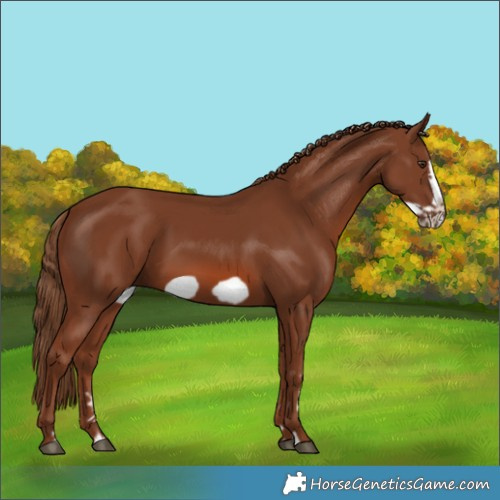 Horse Color:Chestnut Frame 