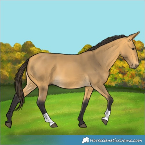 Horse Color:Buckskin 