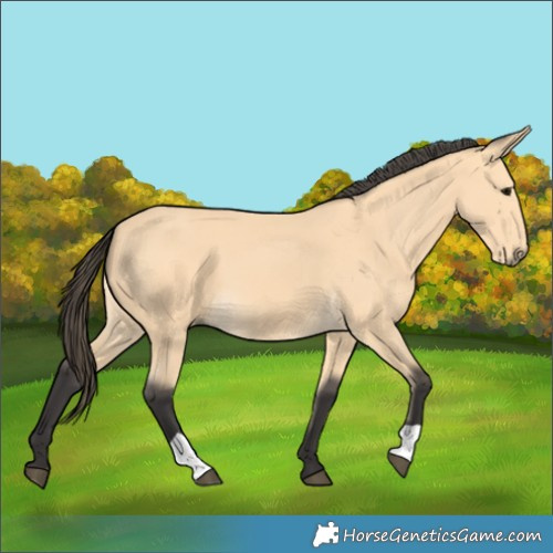 Horse Color:Buckskin 