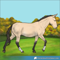Horse Color:Buckskin 