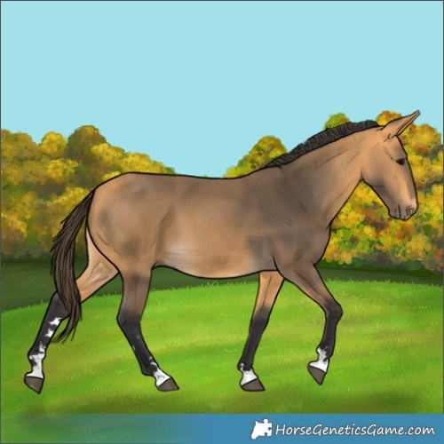 Horse Color:Buckskin 