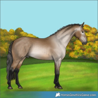 Horse Color:Gray Buckskin 